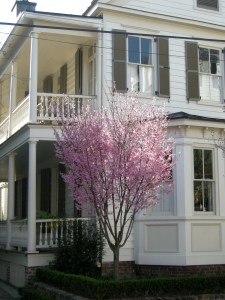 Charleston houses2